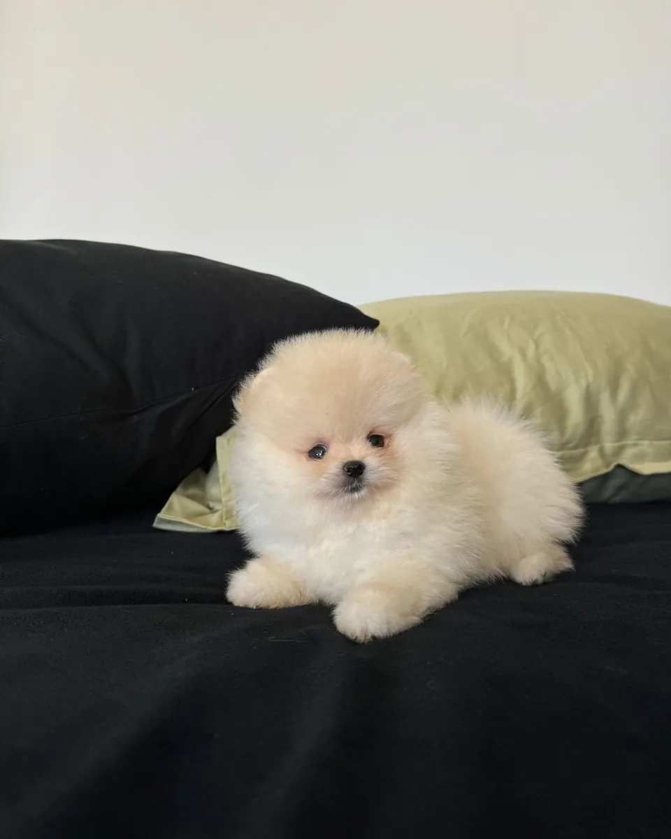 Cachorros de Pomerania Boo