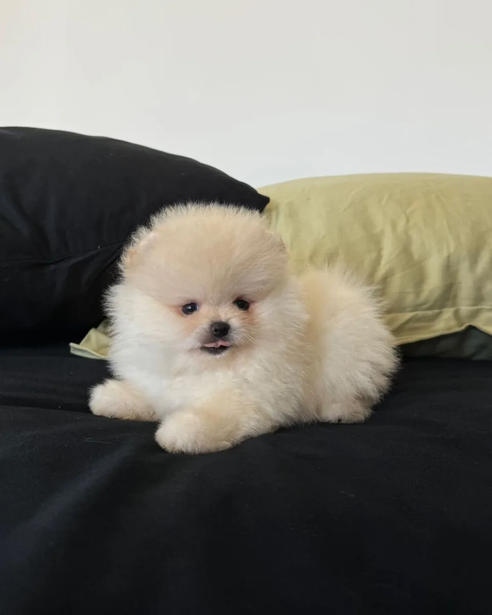 Cachorros de Pomerania Boo
