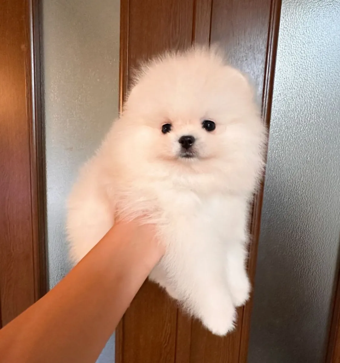 El hermoso y especial Pomerania Boo