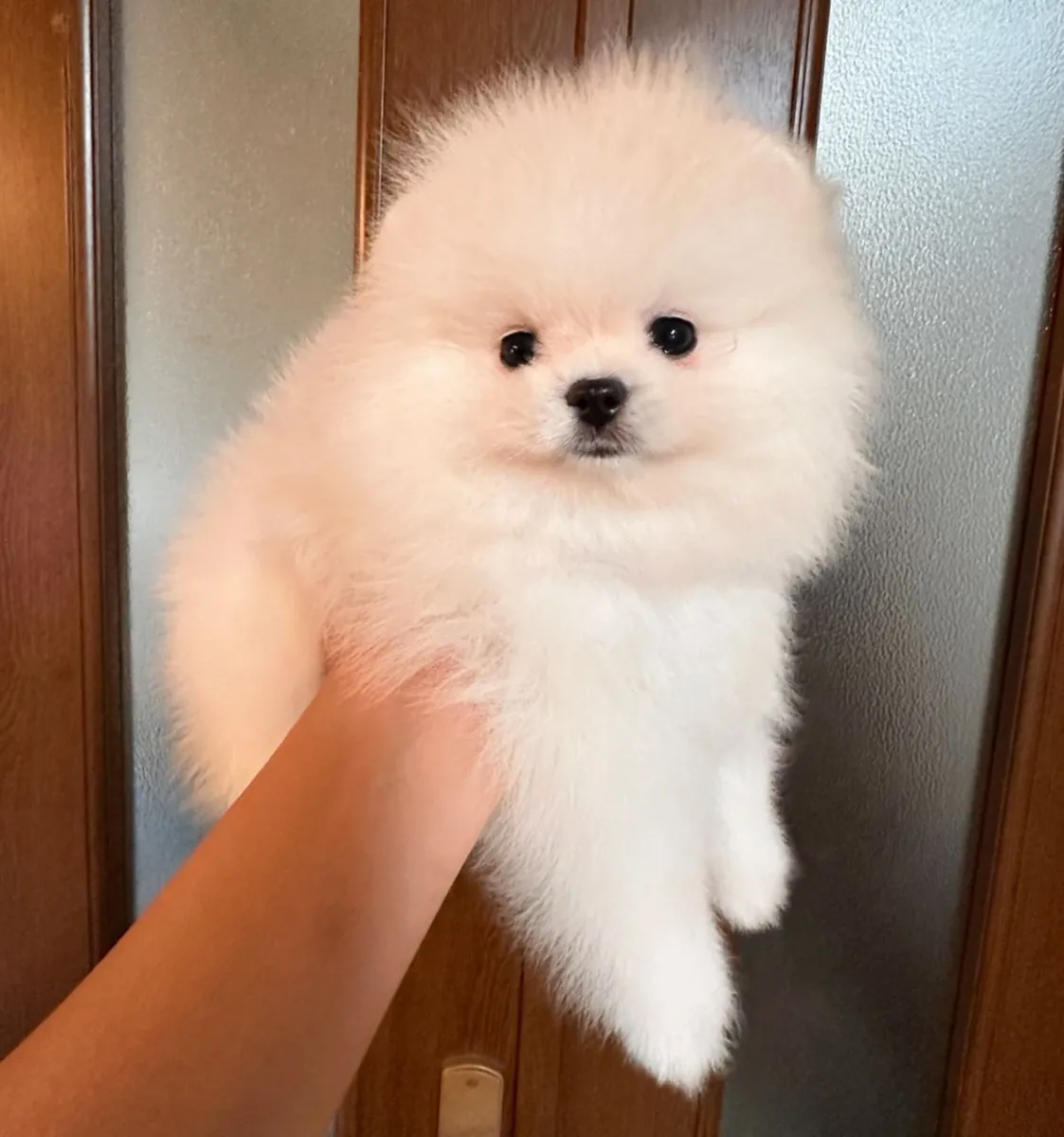 El hermoso y especial Pomerania Boo