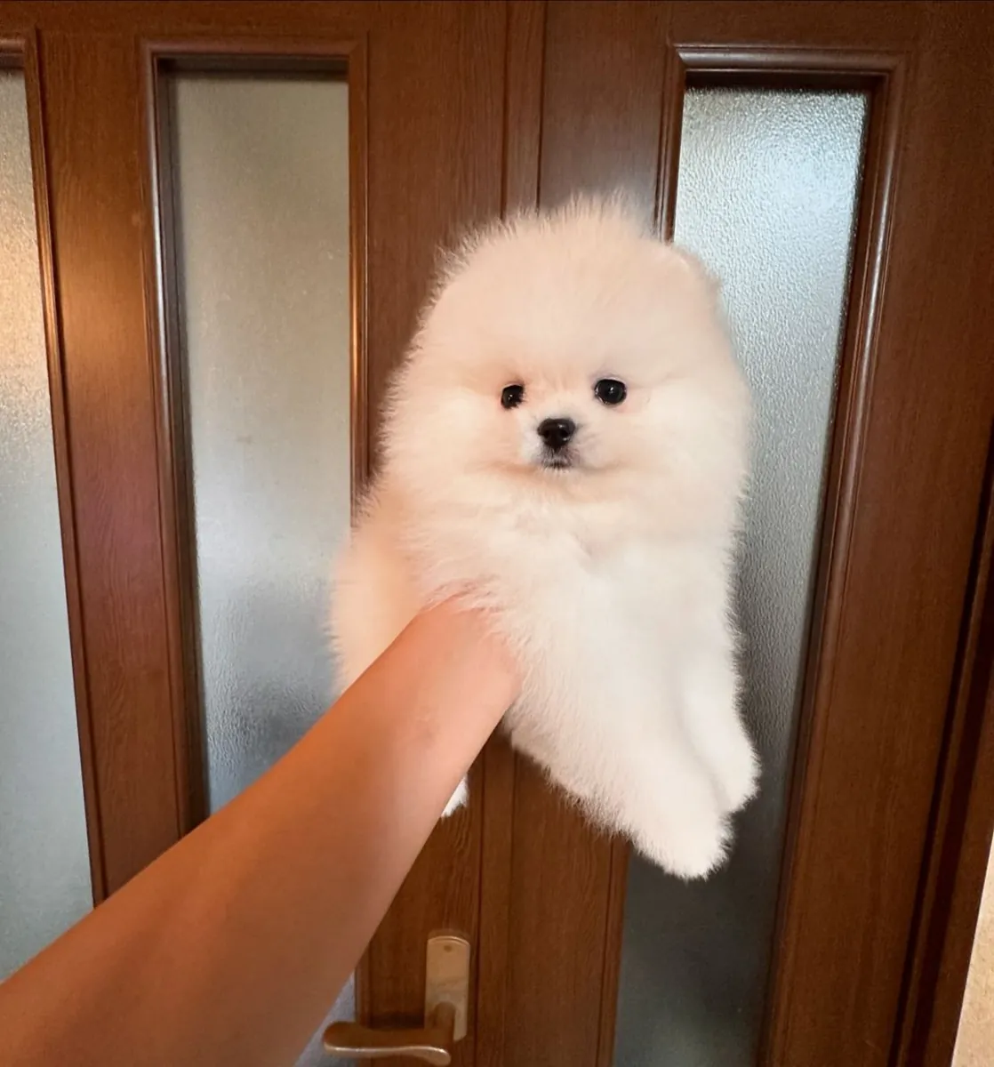 El hermoso y especial Pomerania Boo