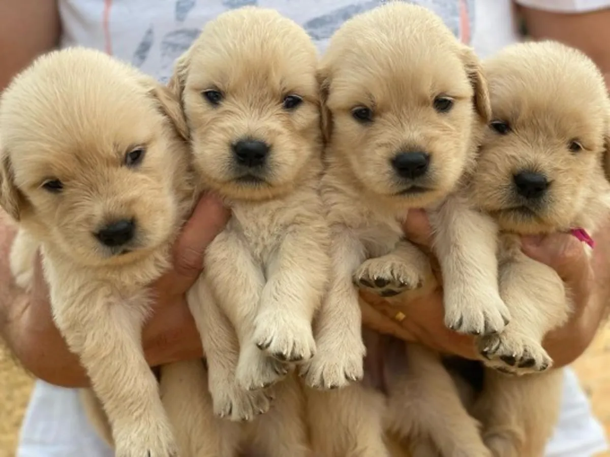CACHORROS DE GOLDEN RETRIEVER DE ALTA CALIDAD
