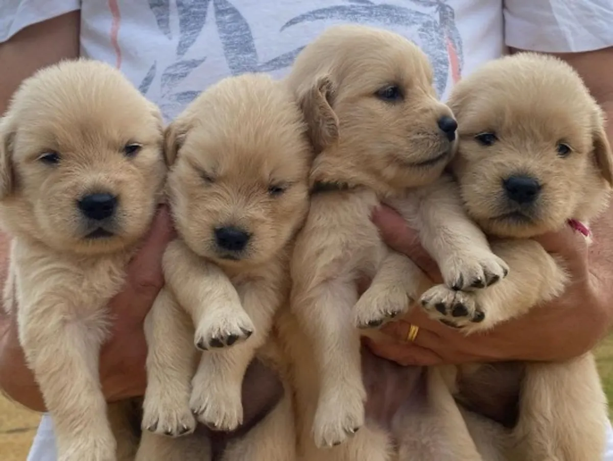 CACHORROS DE GOLDEN RETRIEVER DE ALTA CALIDAD