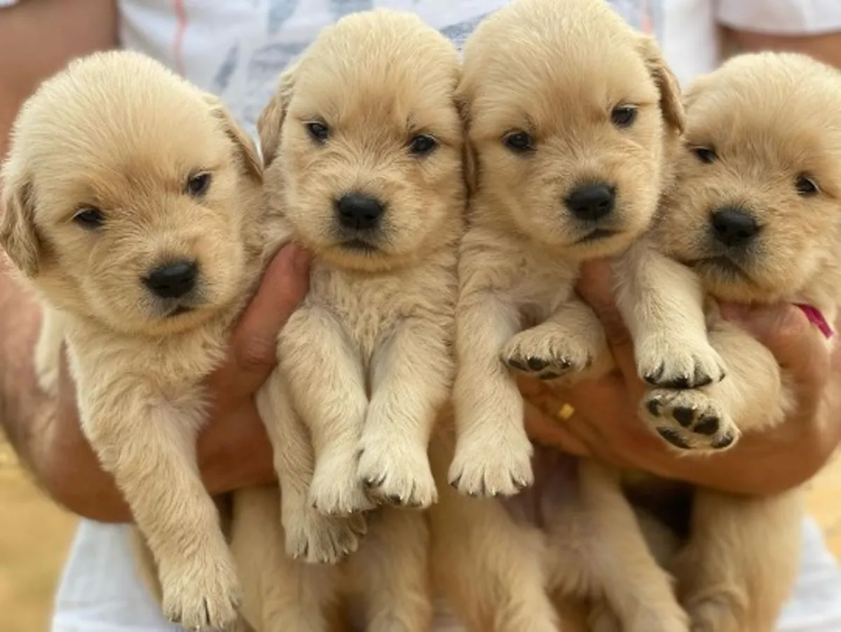CACHORROS DE GOLDEN RETRIEVER DE ALTA CALIDAD