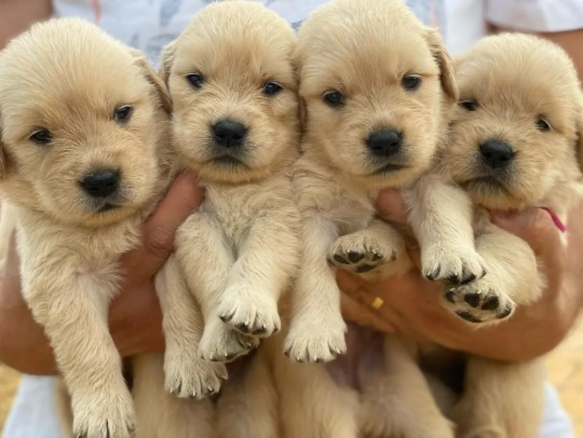 CACHORROS DE GOLDEN RETRIEVER DE ALTA CALIDAD
