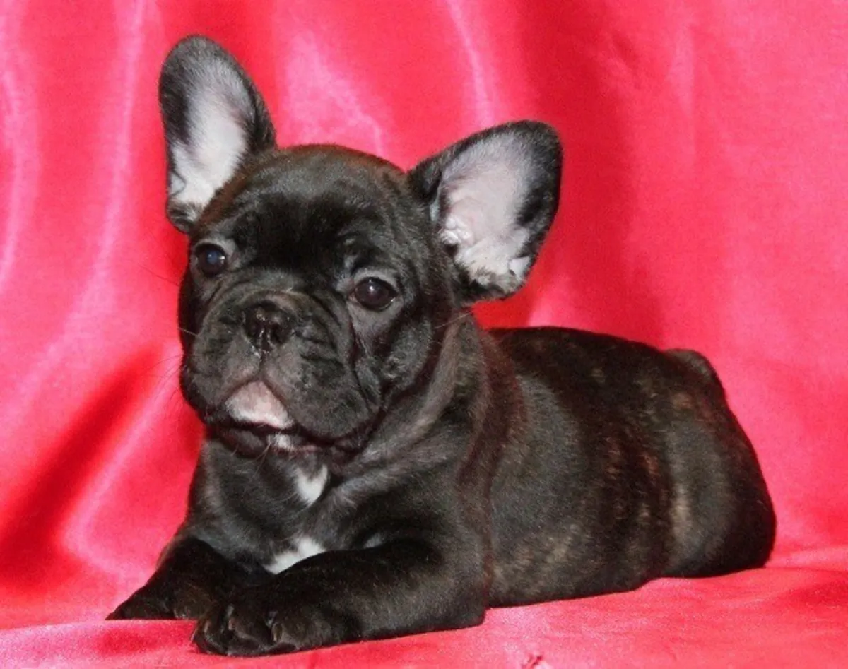CHIOTS BOULEDOGUE FRANÇAIS NOIRS