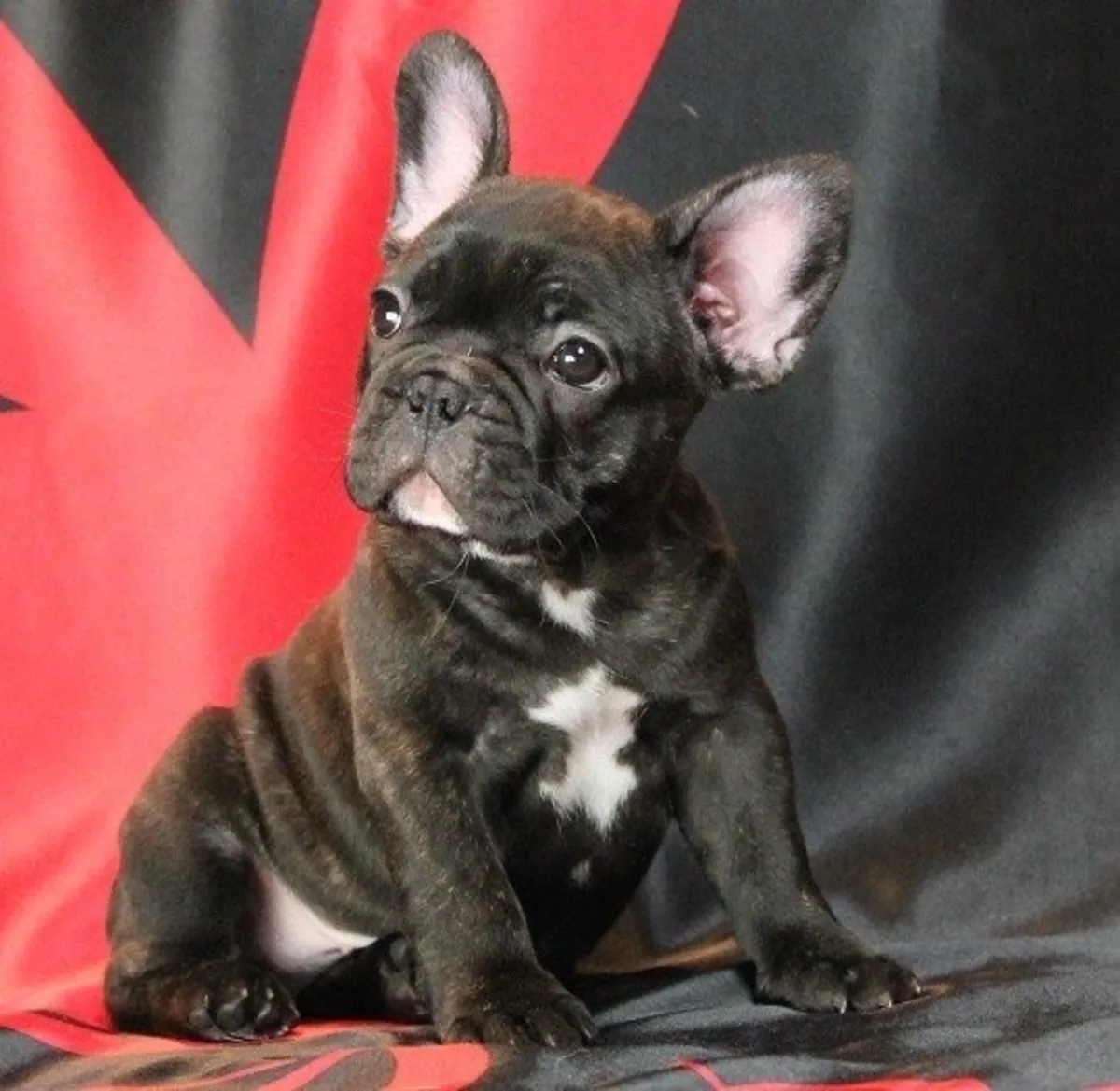 CHIOTS BOULEDOGUE FRANÇAIS NOIRS