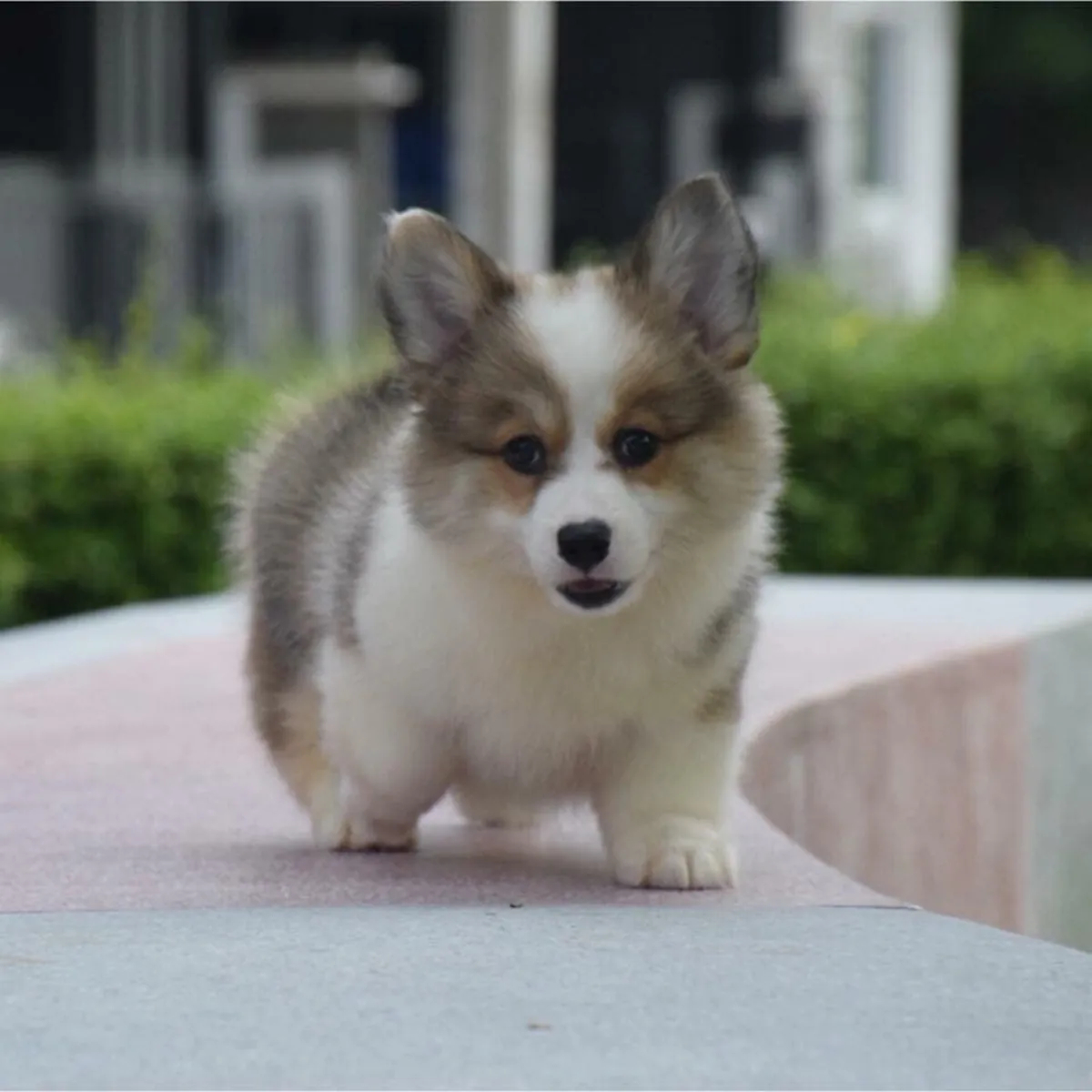 CHIOTS WELSH CORGI