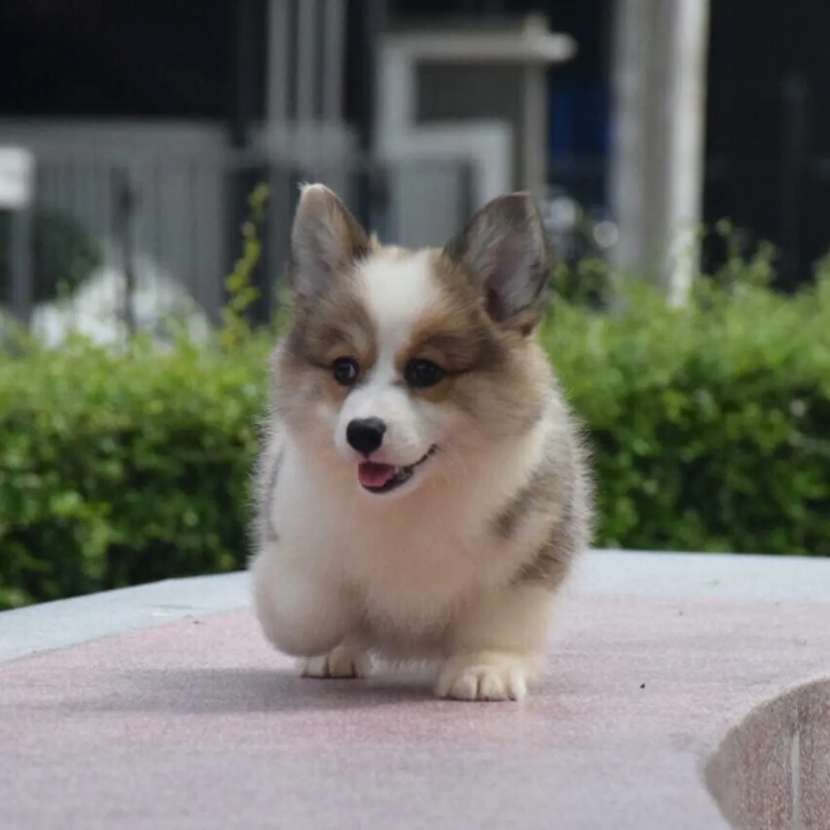 CHIOTS WELSH CORGI
