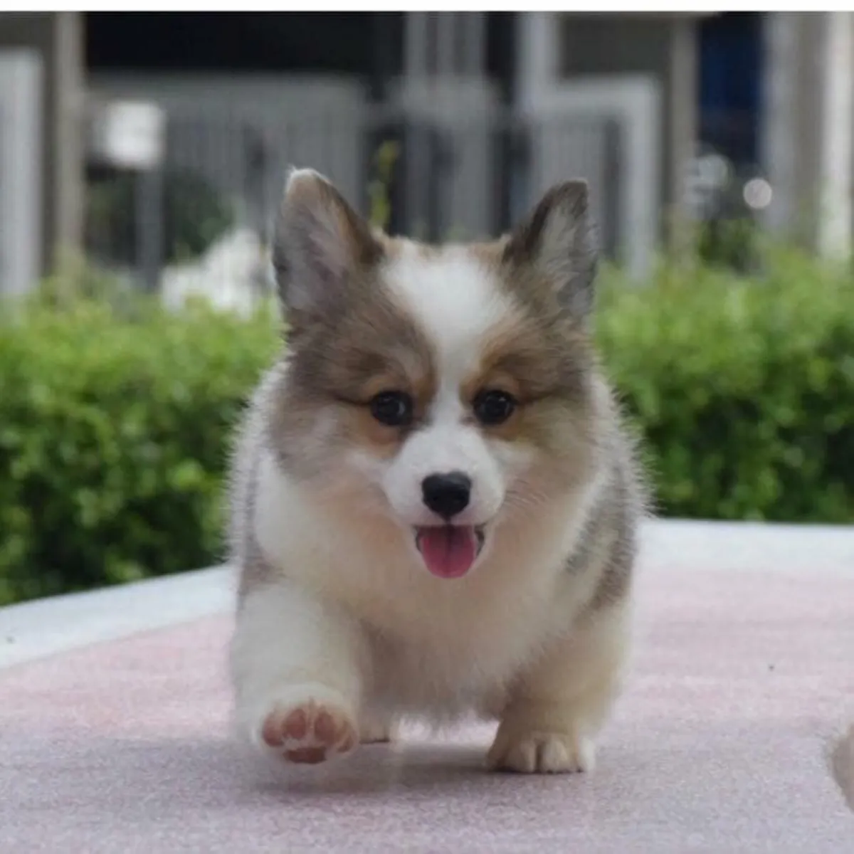 CHIOTS WELSH CORGI