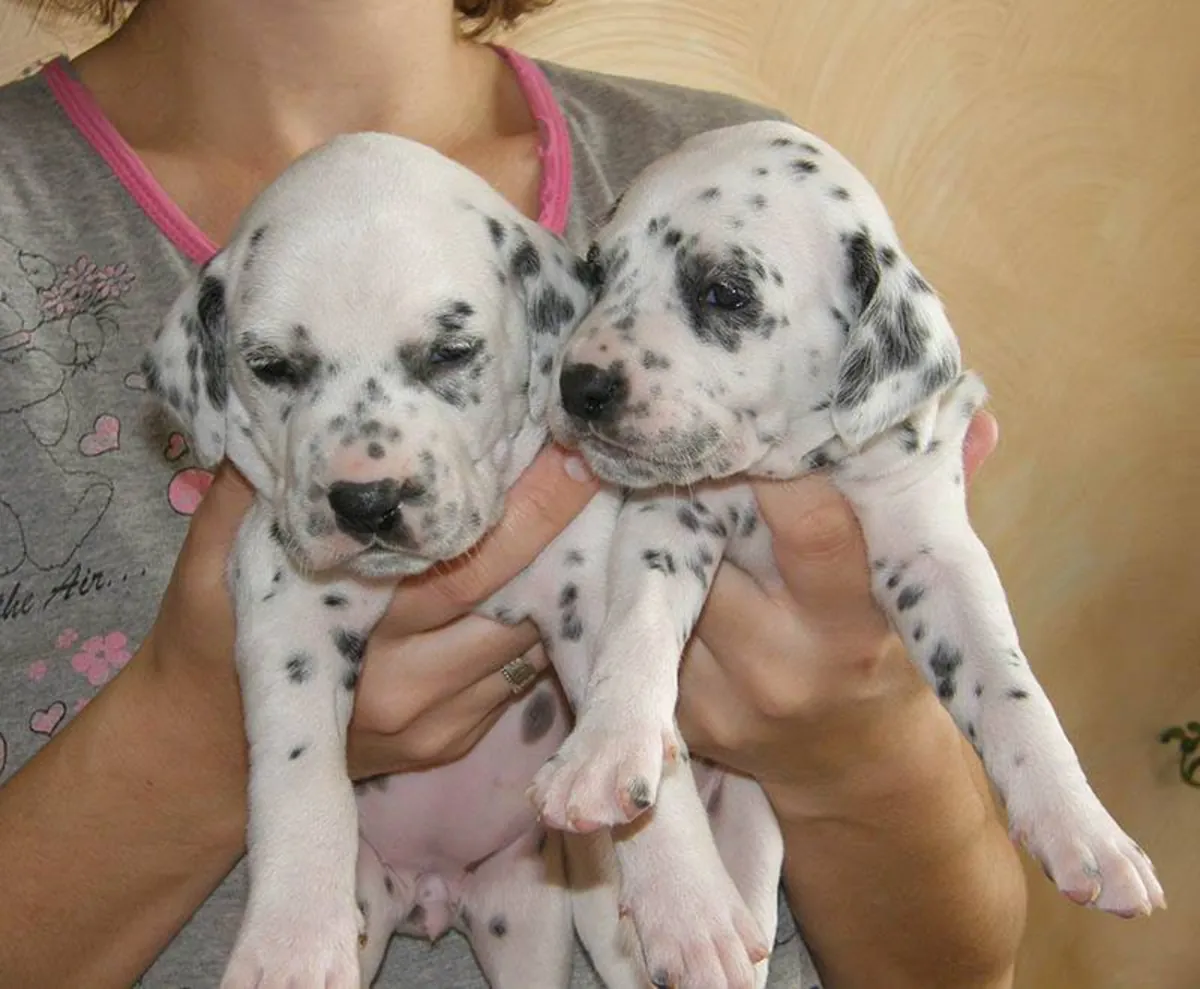 CACHORROS DÁLMATA DE RAZA PURA