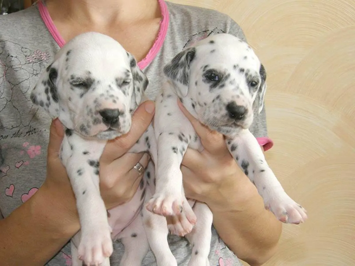 CACHORROS DÁLMATA DE RAZA PURA