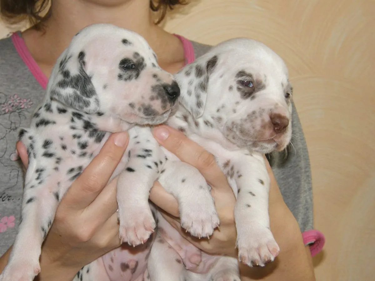 CACHORROS DÁLMATA DE RAZA PURA