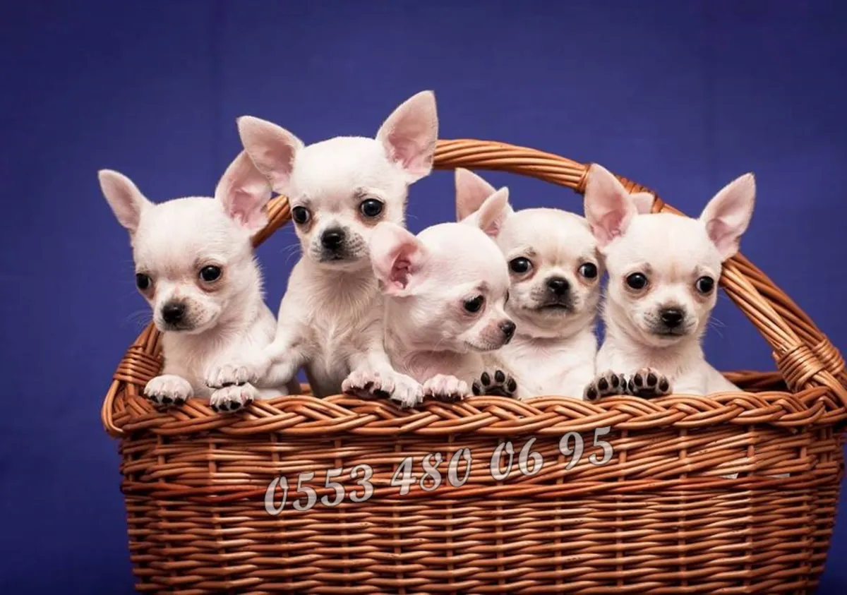 МИЛОТЕНЫЕ ЩЕНКИ ЧИХУАХУА