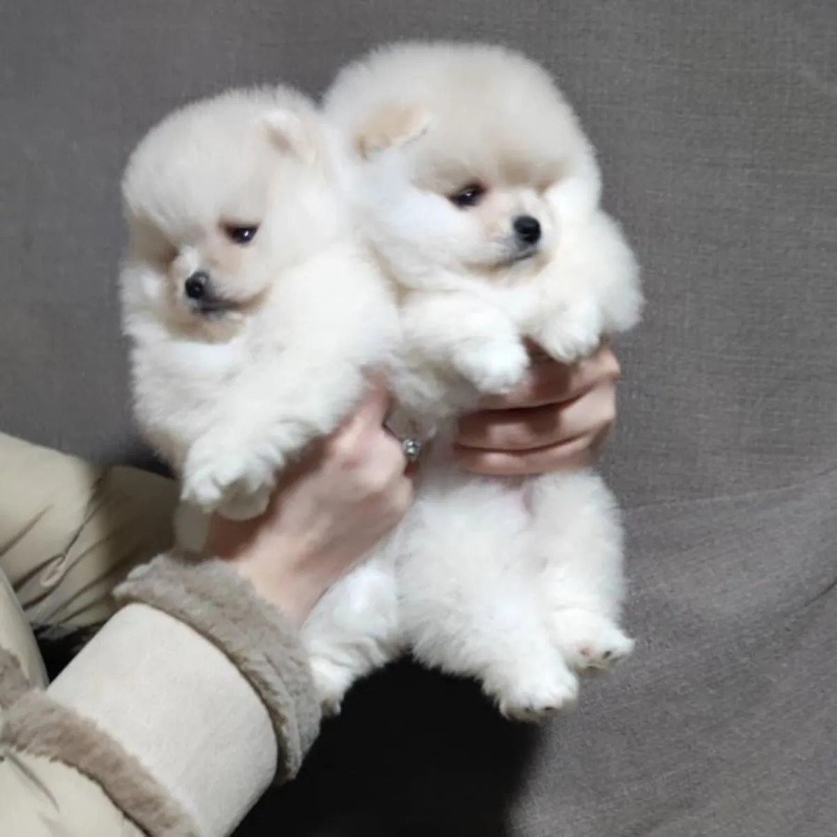 Щенок померанского шпица с медвежьей мордой, Стамбул