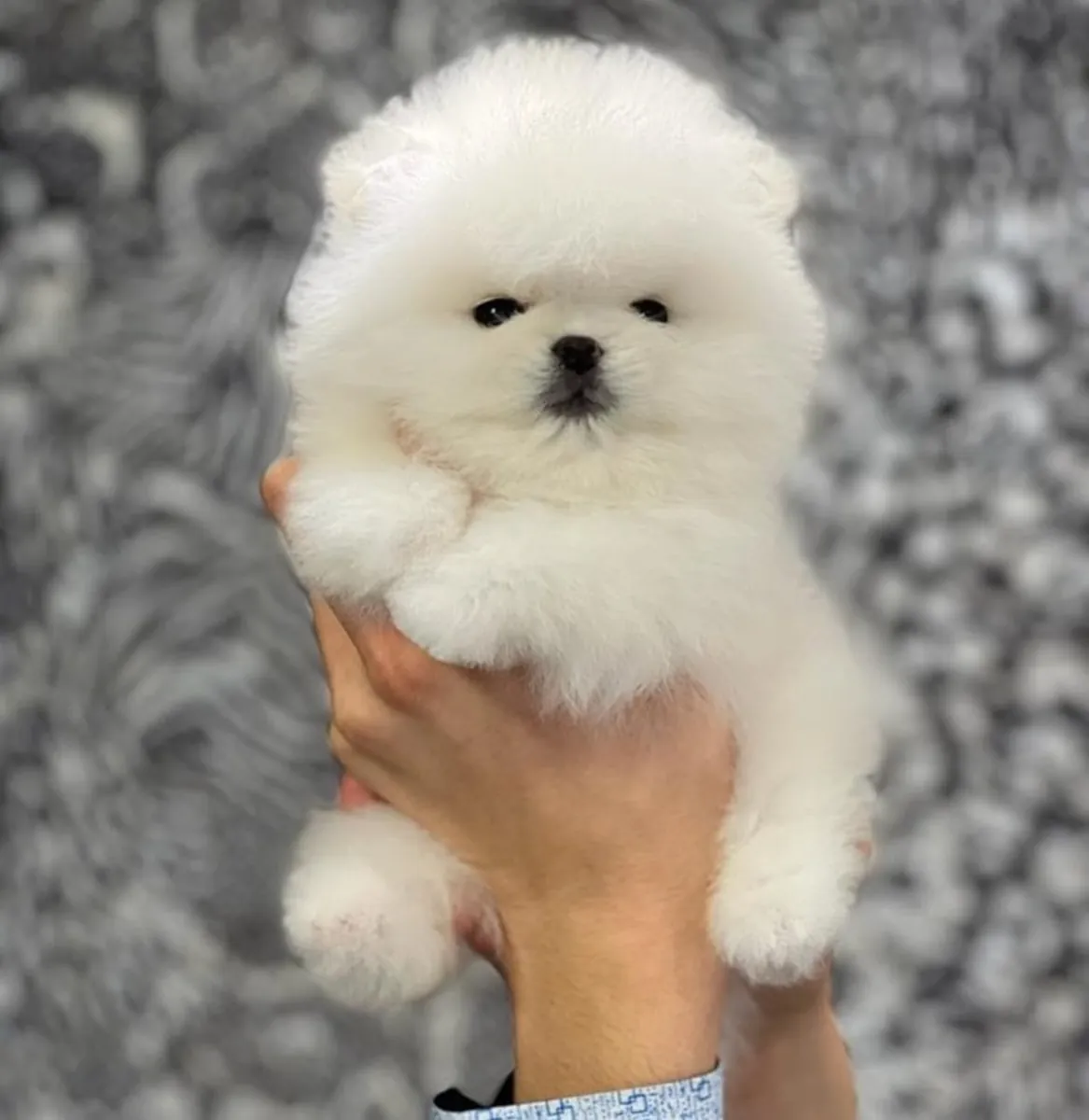 Щенок померанского шпица с медвежьей мордой, Стамбул