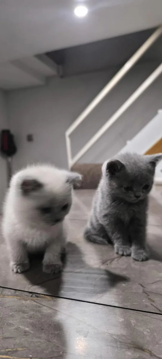 БРИТАНСКИЕ КОРОТКОШЕРСТНЫЕ ЩЕНКИ В ДЕНИЗЛИ