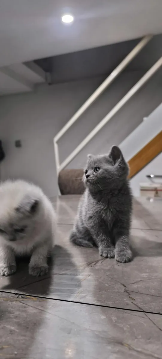 БРИТАНСКИЕ КОРОТКОШЕРСТНЫЕ ЩЕНКИ В ДЕНИЗЛИ