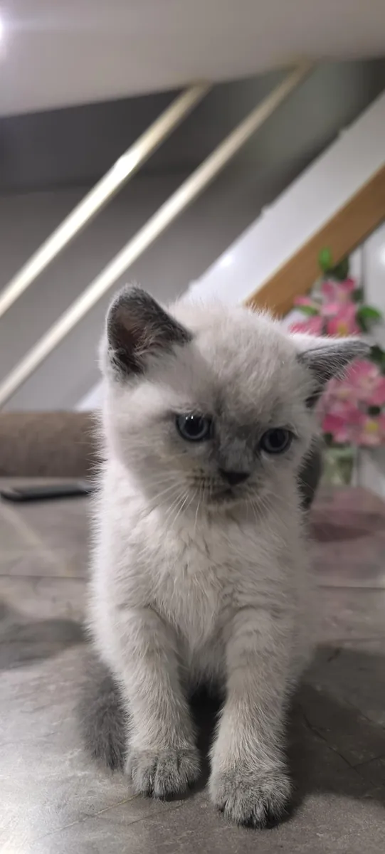 БРИТАНСКИЕ КОРОТКОШЕРСТНЫЕ ЩЕНКИ В ДЕНИЗЛИ