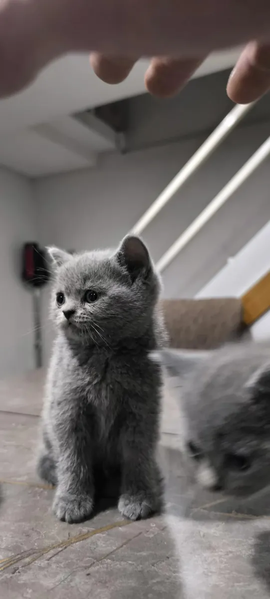 БРИТАНСКИЕ КОРОТКОШЕРСТНЫЕ ЩЕНКИ В ДЕНИЗЛИ