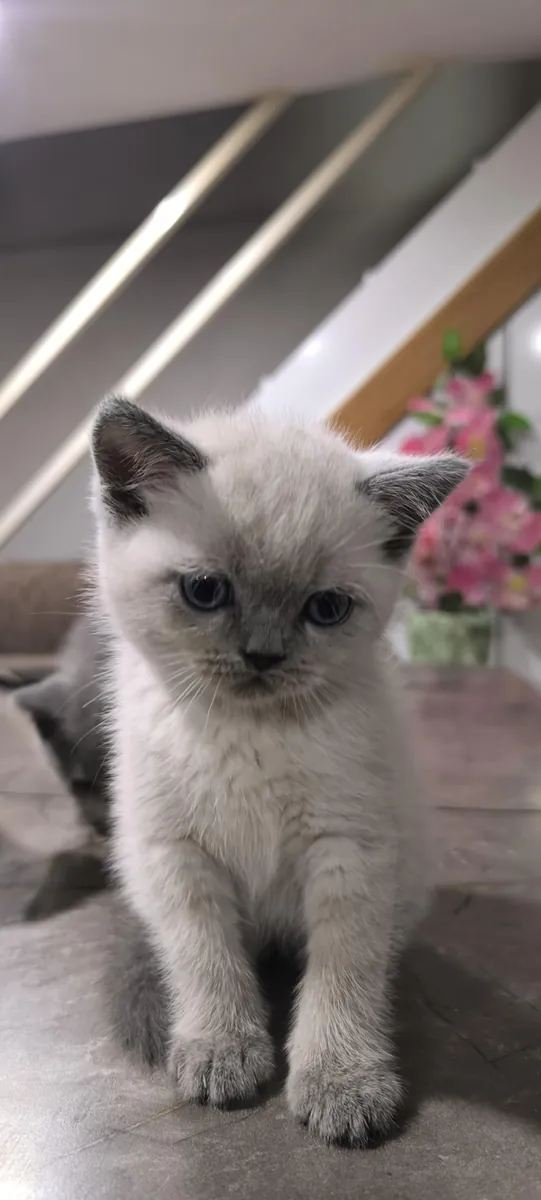 БРИТАНСКИЕ КОРОТКОШЕРСТНЫЕ ЩЕНКИ В ДЕНИЗЛИ