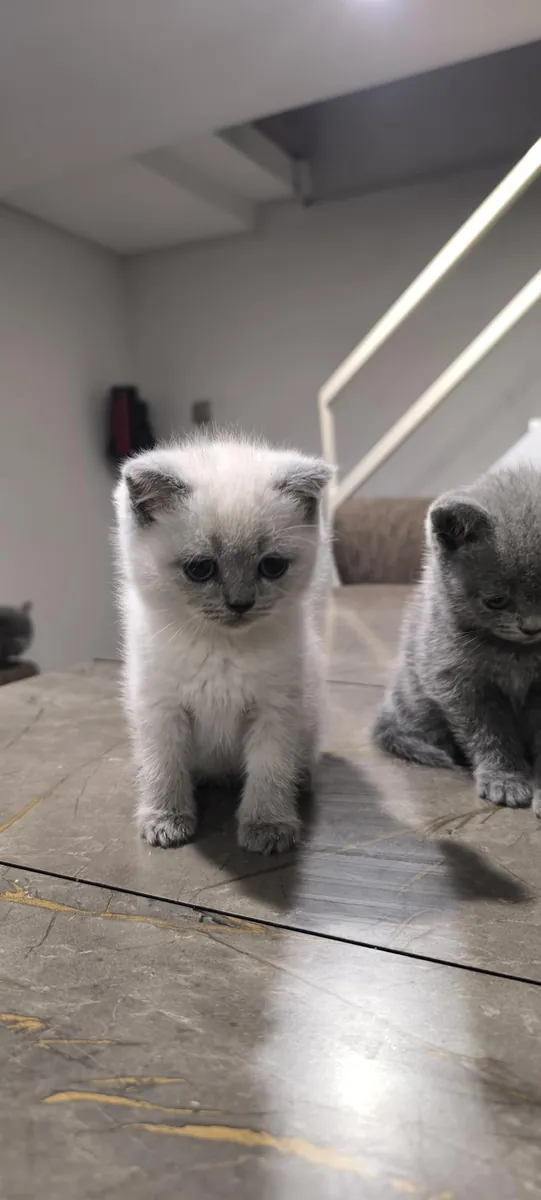 БРИТАНСКИЕ КОРОТКОШЕРСТНЫЕ ЩЕНКИ В ДЕНИЗЛИ