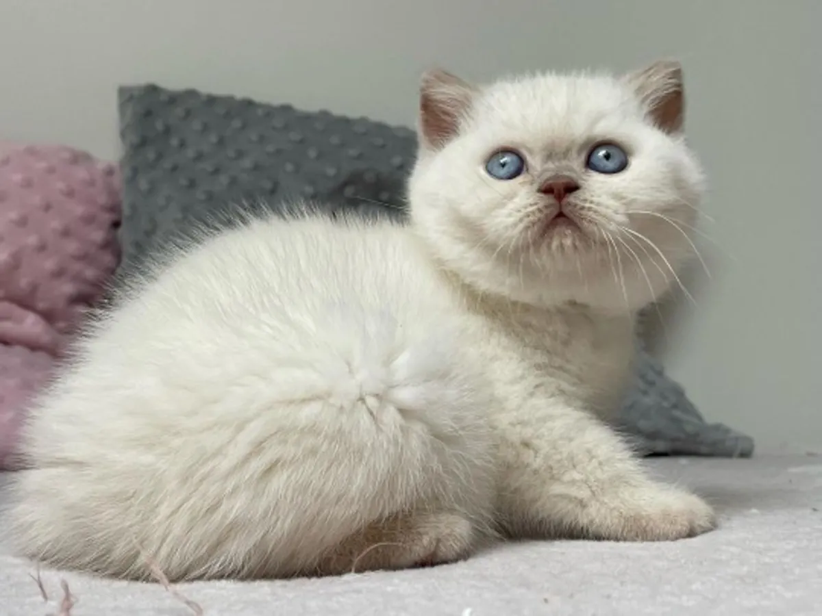 Щенки британской короткошерстной породы