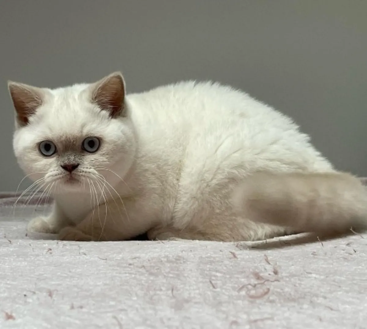 Щенки британской короткошерстной породы