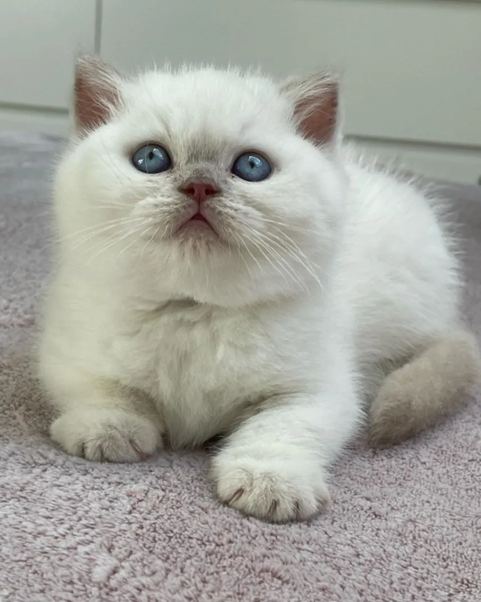 Щенки британской короткошерстной породы