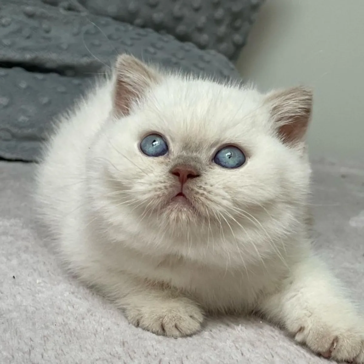 Щенки британской короткошерстной породы