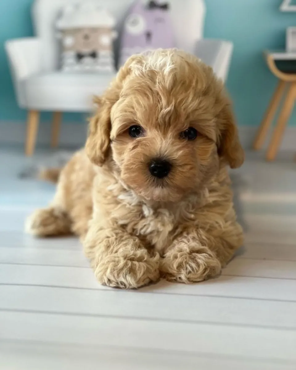 Милые щенки мальтипу