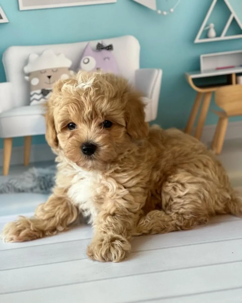 Милые щенки мальтипу