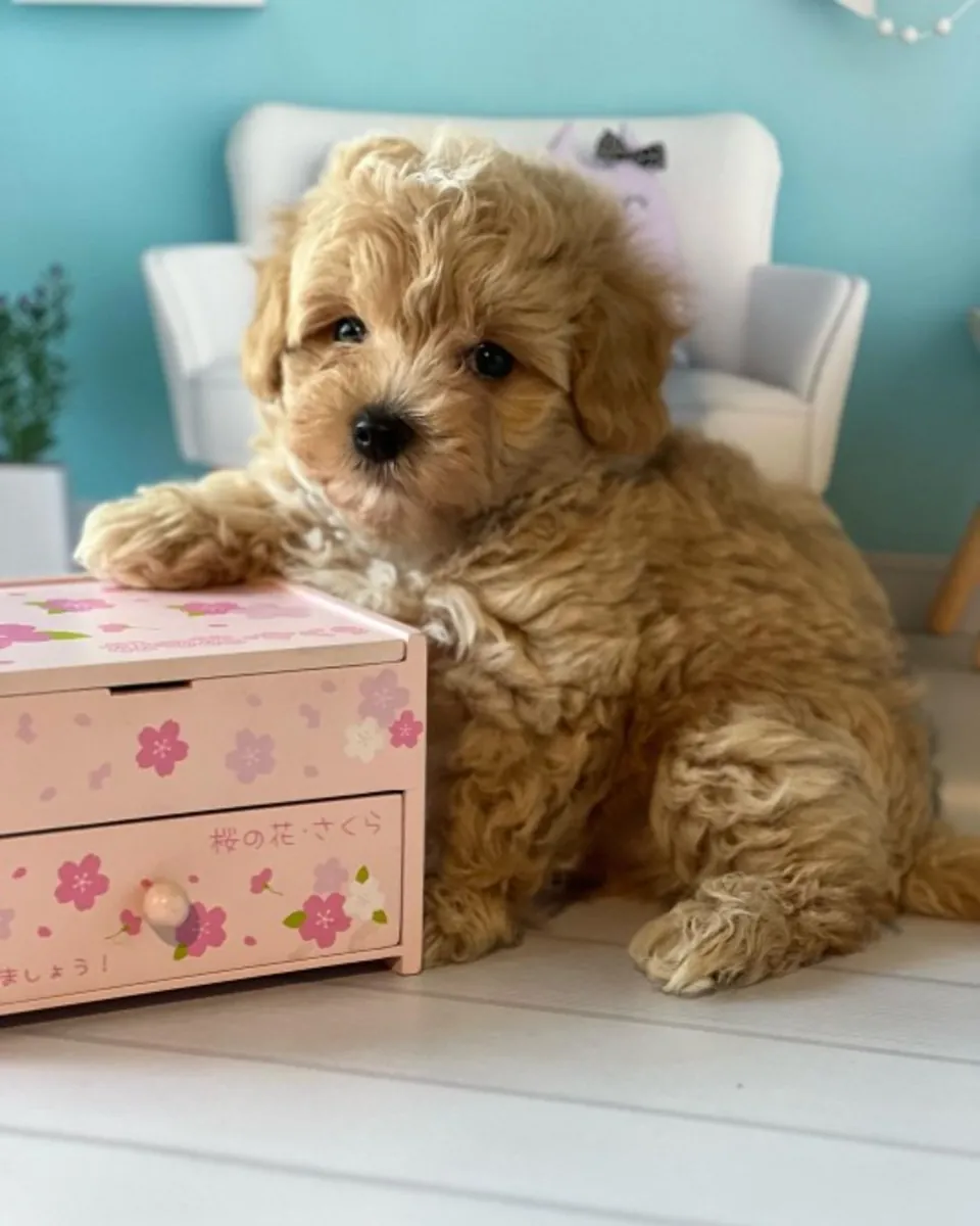 Милые щенки мальтипу