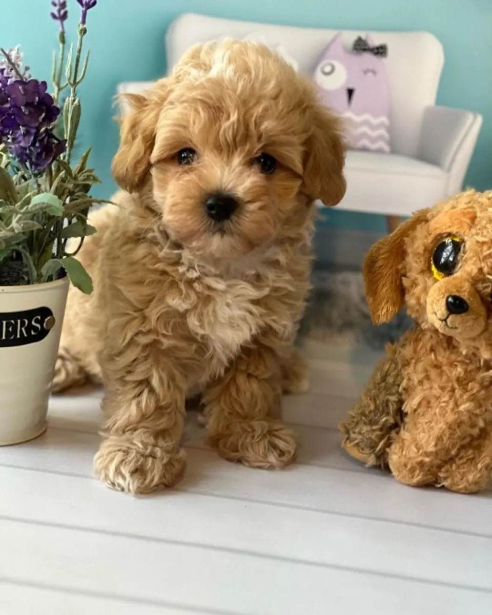 Милые щенки мальтипу