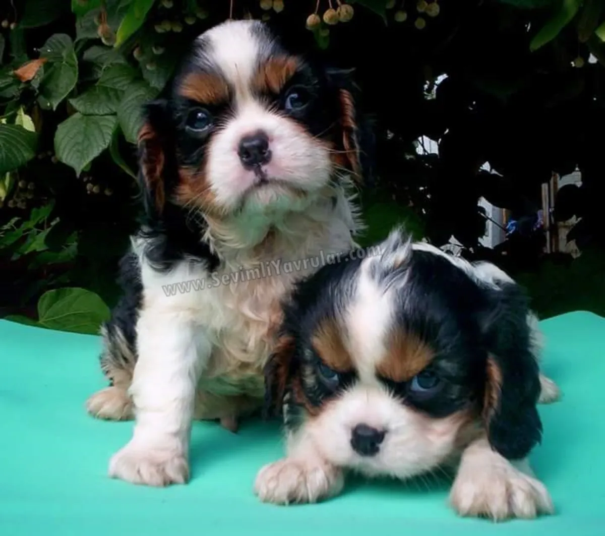 Щенки кавалер-кинг-чарльз-спаниеля