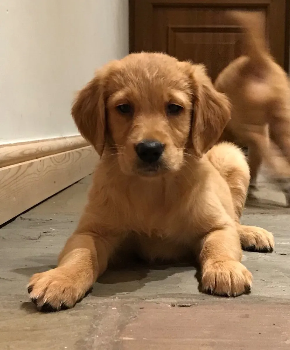 可爱又顽皮的金毛猎犬幼犬