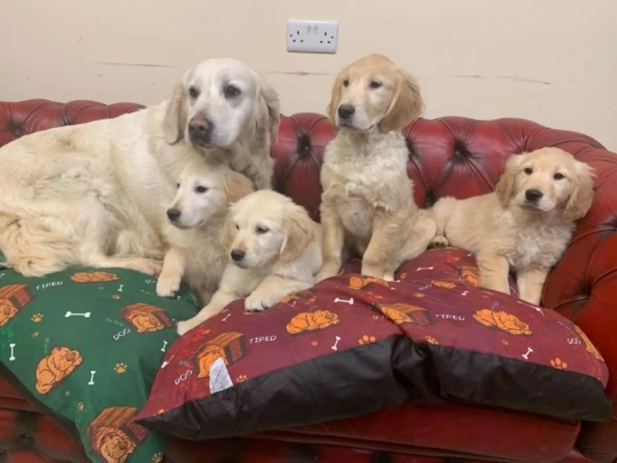 Amables cachorros de Golden Retriever para familias cariñosas