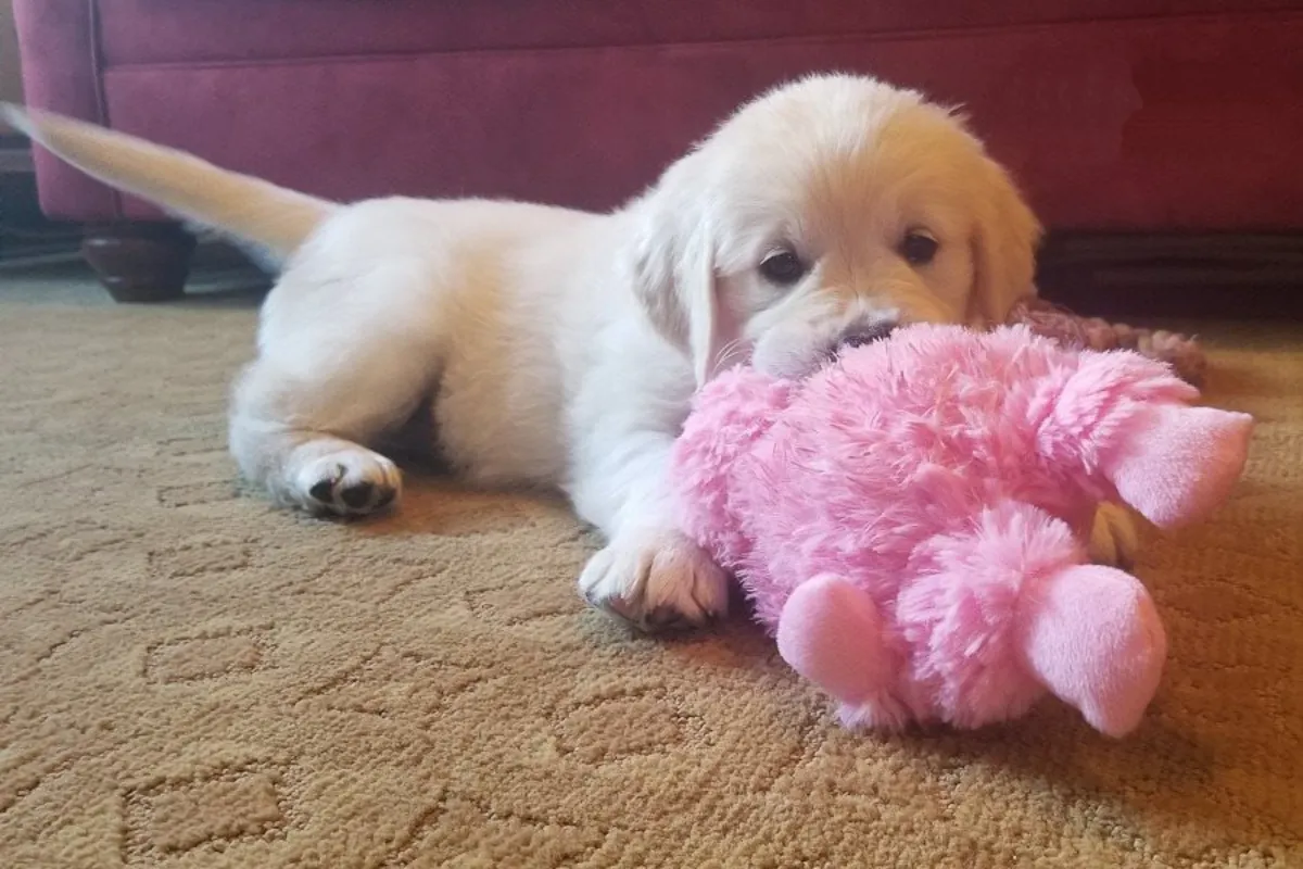可爱的金毛寻回犬幼犬和家庭伙伴