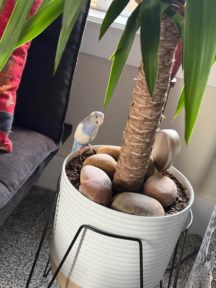 Ev ortamında büyümüş muhabbet kuşu sahiplendirme