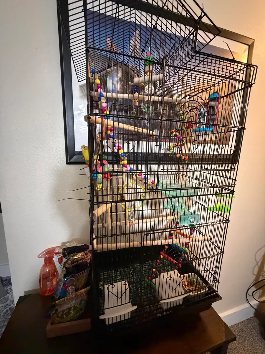 Ev ortamında büyümüş muhabbet kuşu sahiplendirme