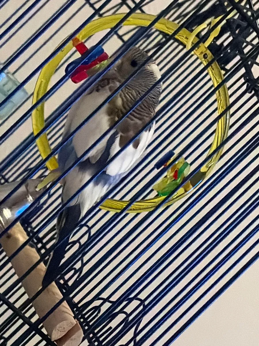 Ev ortamında büyümüş muhabbet kuşu sahiplendirme