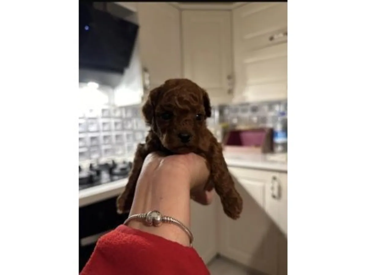 Evde büyümüş kahverengi poodle yavru