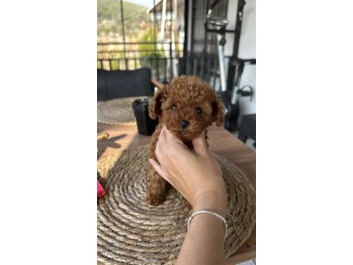 Evde büyümüş kahverengi poodle yavru