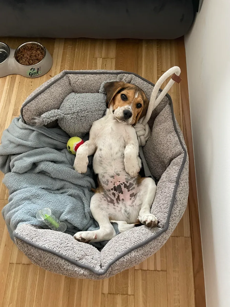 Enerjik beagle köpek sahiplendirme