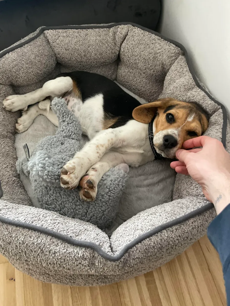 Enerjik beagle köpek sahiplendirme