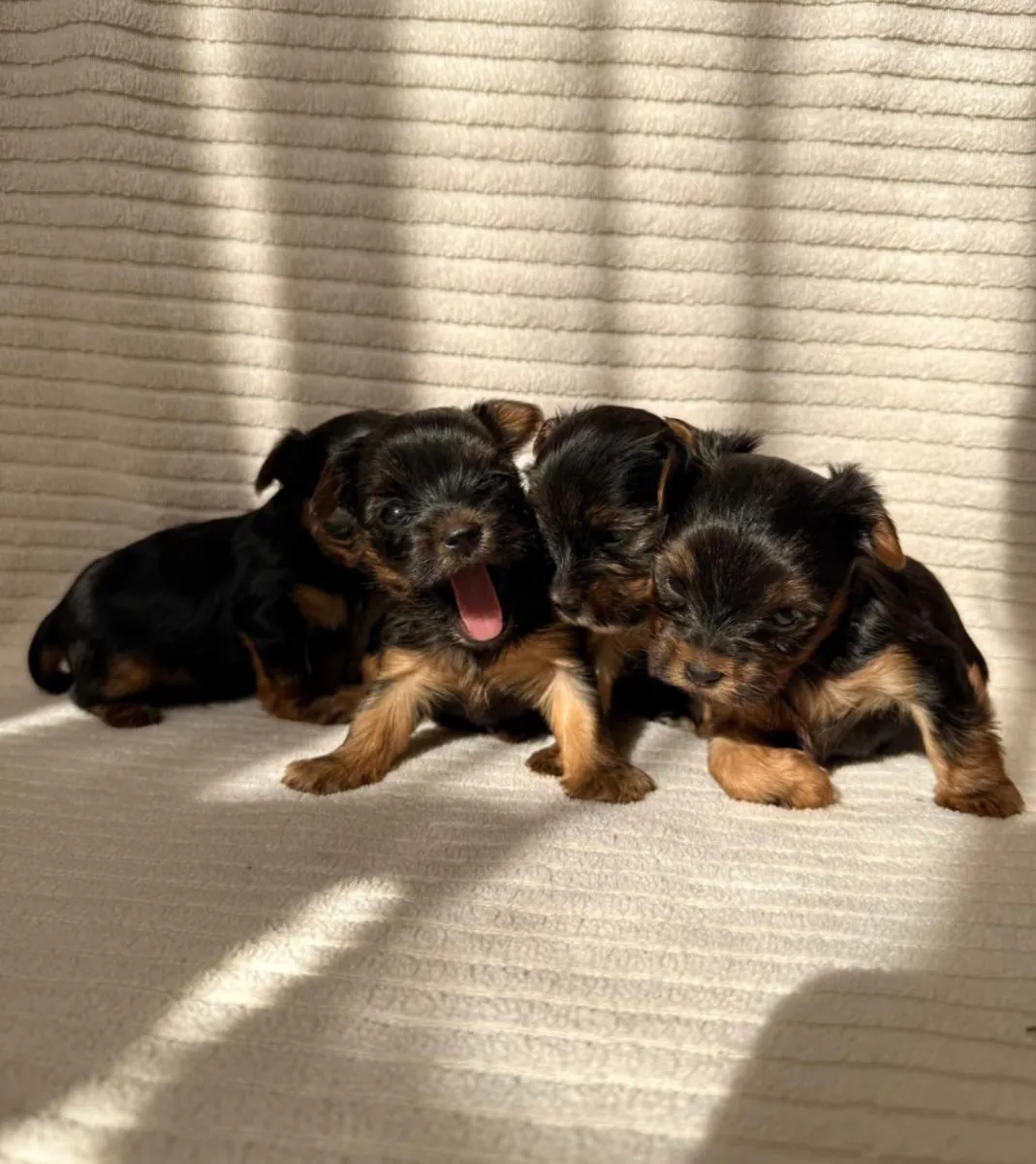 Ücretsiz erkek ve dişi Yorkshire Terrier yavruları