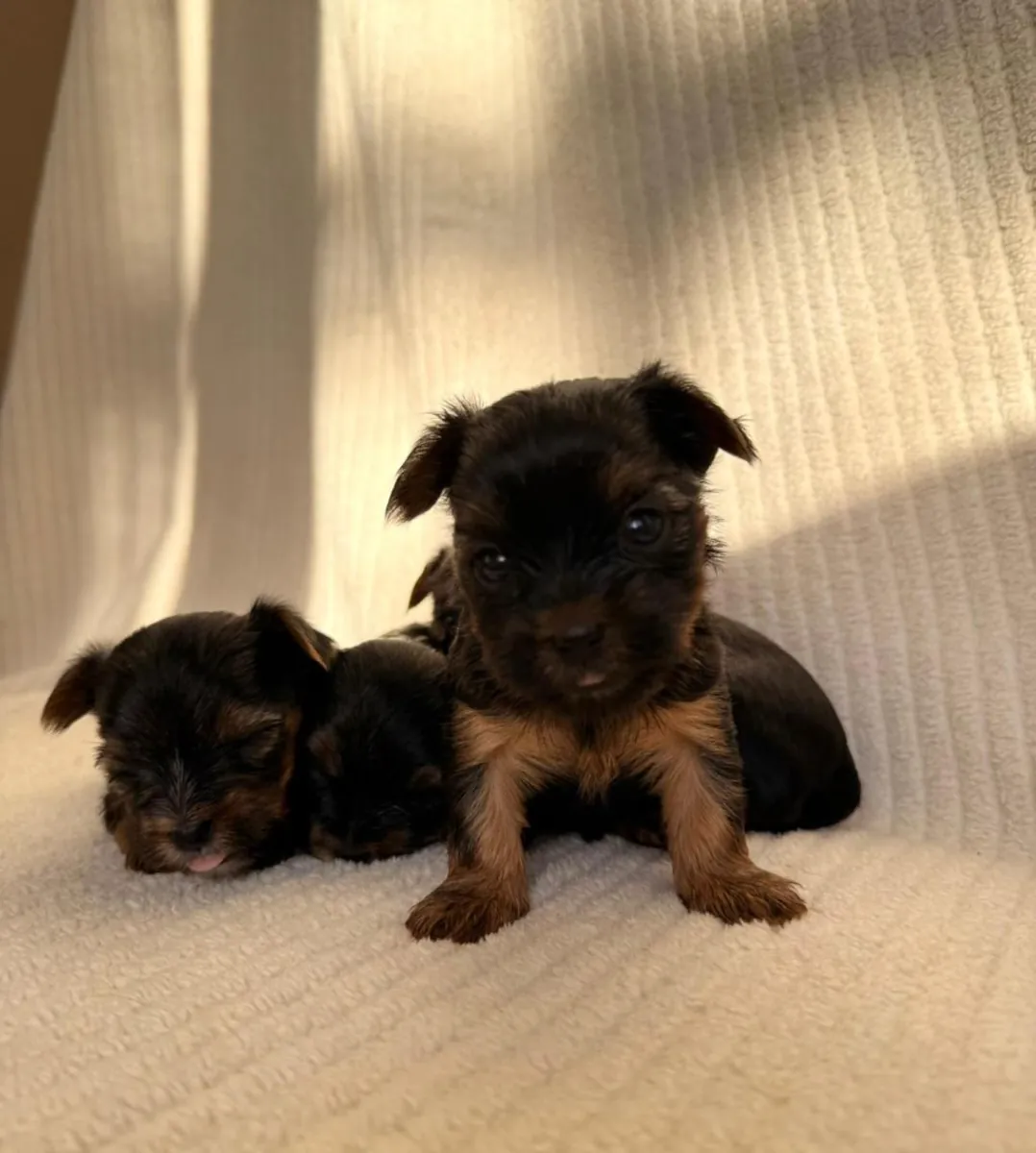 Ücretsiz erkek ve dişi Yorkshire Terrier yavruları