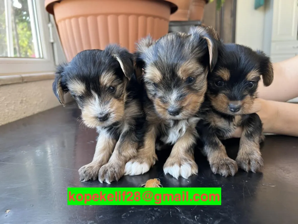 Cachorros Yorkshire Terrier machos y hembras gratis