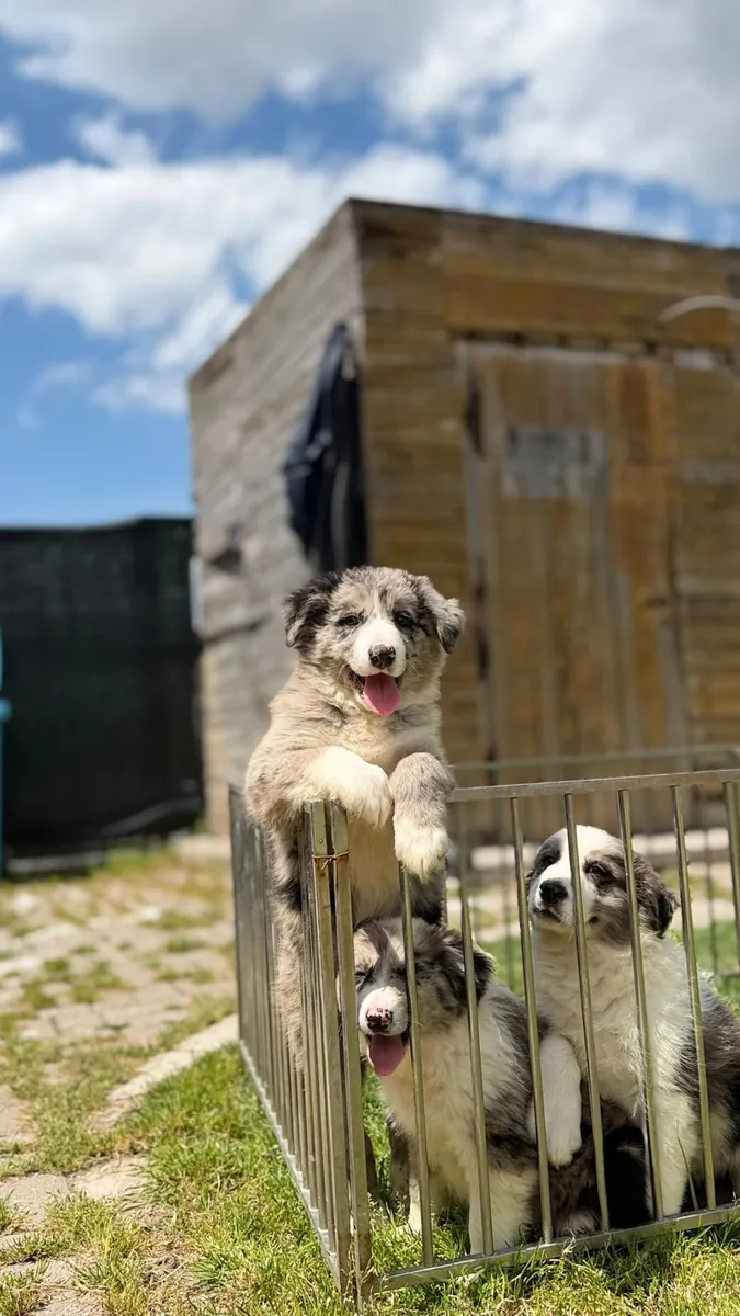 Ücretsiz erkek ve dişi Border Collie yavruları