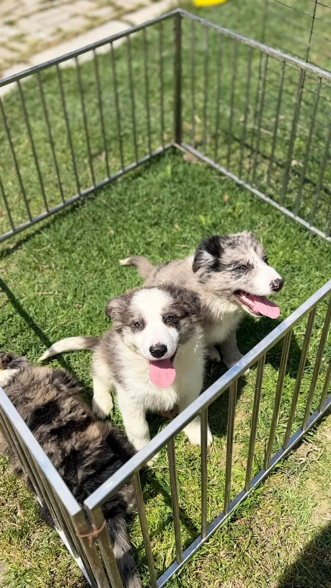 Ücretsiz erkek ve dişi Border Collie yavruları